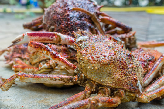 Spider Crabs close up