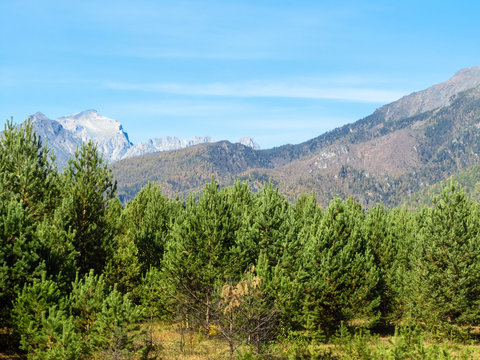 Fototapeta The young wood against mountains