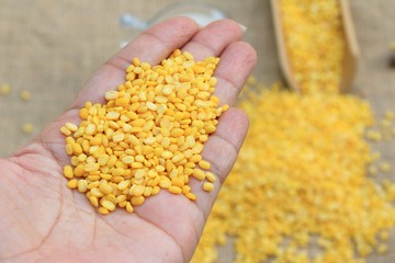 Naklejka premium soybean seed with soy milk