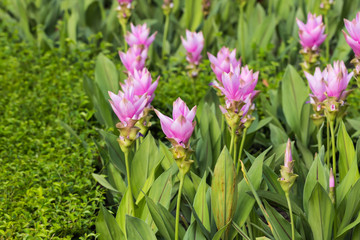 Siam Tulip flower