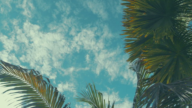 Coconut palm trees perspective view. Palm trees and blue sky.