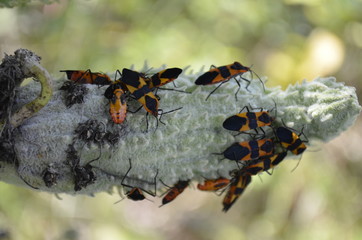 Milkweed Bug - (Oncopeltus fasciatus) feeding on a Milkweed Pod.