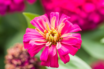 Obraz premium Beautiful flower in garden