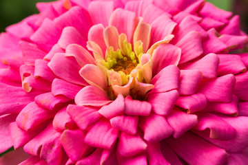 Beautiful flower in garden