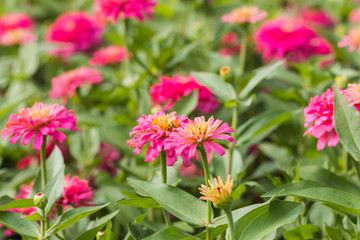 Beautiful flower in garden