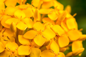 Fototapeta premium close up orange Ixora flowers