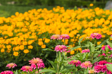 Fototapeta premium Beautiful flower in garden