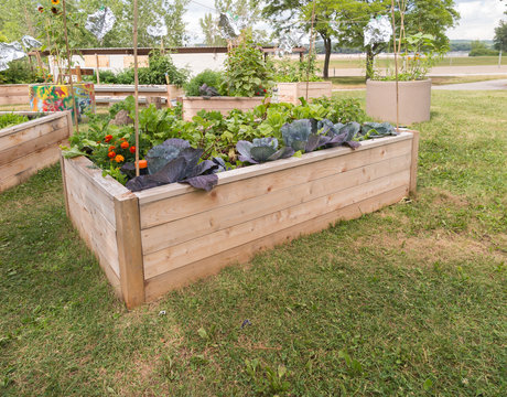 Raised beds in Community Garden