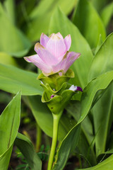 Siam Tulip flower