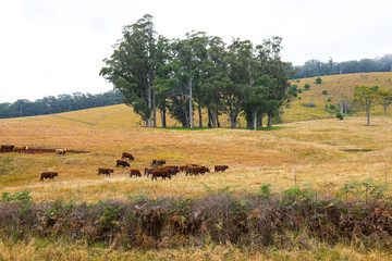 Fototapeta na wymiar A heard of cows in the paddock during the day in Queensland