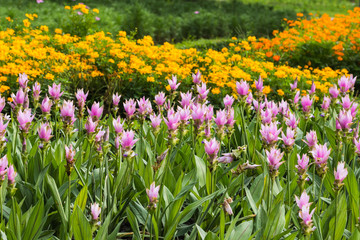 Siam Tulip flower