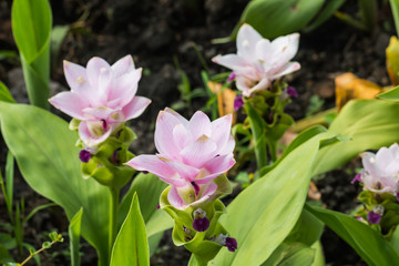 Obraz na płótnie Canvas Siam Tulip flower