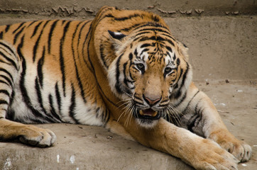Fototapeta na wymiar indochinese tiger