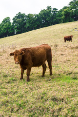 A heard of cows in the paddock during the day in Queensland