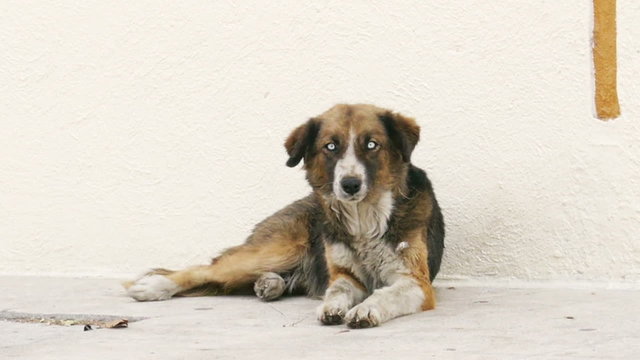 Street Homeless Mutt Dog Stands Up in Slow Motion.