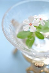ニチニチソウの花あしらい