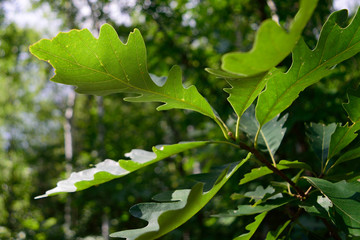Bur Oak (Quercus macrocarpa) Leaf Detail
