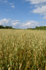 Summertime Oat Field