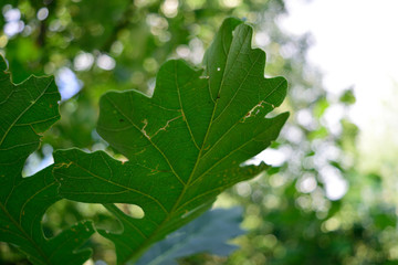 Bur Oak (Quercus macrocarpa) Leaf Closeup Detail