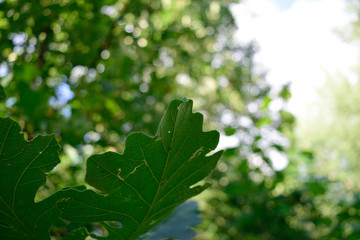 Fototapeta na wymiar Bur Oak (Quercus macrocarpa) Leaves in the Summer