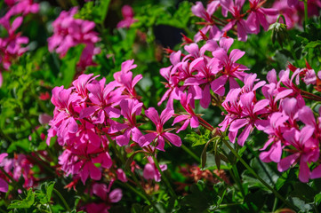 Beautiful pink flowers pelargonium hang-downing in macro