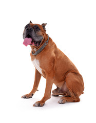 Obraz premium Beautiful Boxer Dog isolated on white