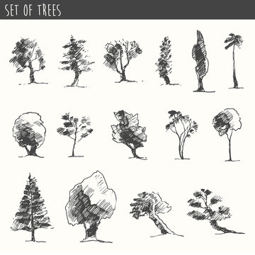 Trees sketch set, vintage vector style, hand drawn