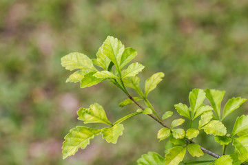 Fototapeta na wymiar Green leaf in garden