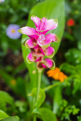 Beautiful flower in garden