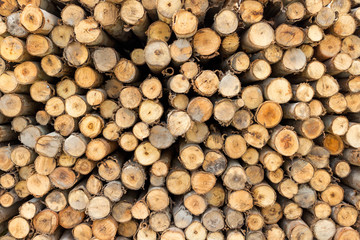 Pile of tree trunks cut