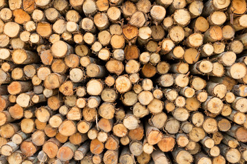 Pile of tree trunks cut