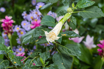 Beautiful flower in garden