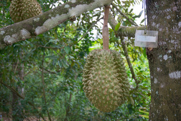 Hand holding durian