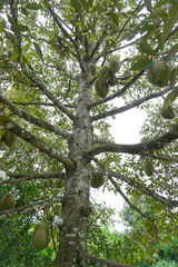 Durians on branch
