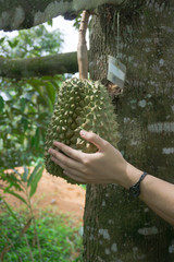 Naklejka na ściany i meble Hand holding durian