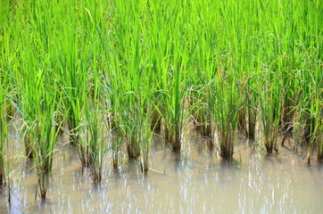 Paddy field and young rice tree