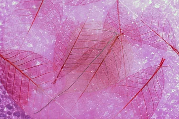 Papier Peint photo Feuille de veine décorative Fond de feuilles de squelette rose