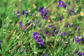 Wildflowers on field, closeup
