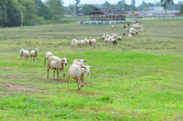 Fototapeta na wymiar Sheeps in a meadow
