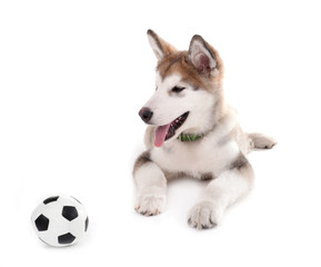 Cute Malamute puppy playing with ball isolated on white