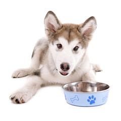 Cute Malamute puppy lying near metal bowl isolated on white