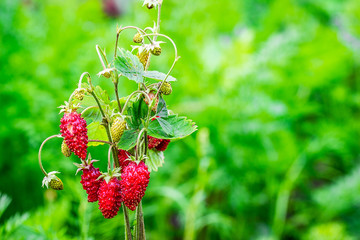 Wild strawberries. closeup