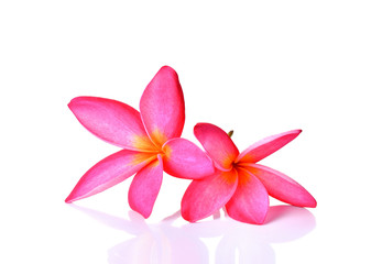 Naklejka na ściany i meble Pink frangipani flower white background