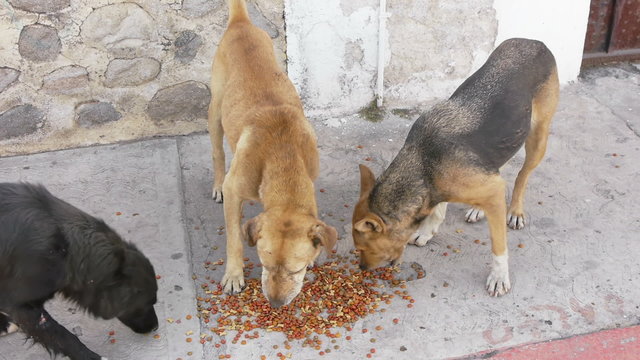 Three Stray Dogs Eating Solid Dog Food On the Sidewalk.