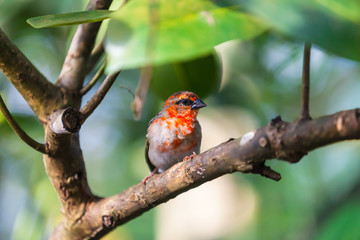 Madagascar Red Fody