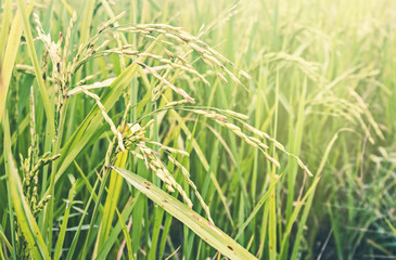 Paddy rice field at countryside of thailand with soft light and light flare