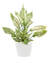 dieffenbachie lat dieffenbachia green plant in flower pot