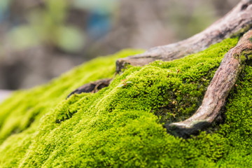 green moss