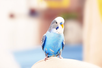 Budgerigar at home on bright background