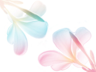 Beauty colorful of Frangipani or Plumeria flowers made with colorful filters.